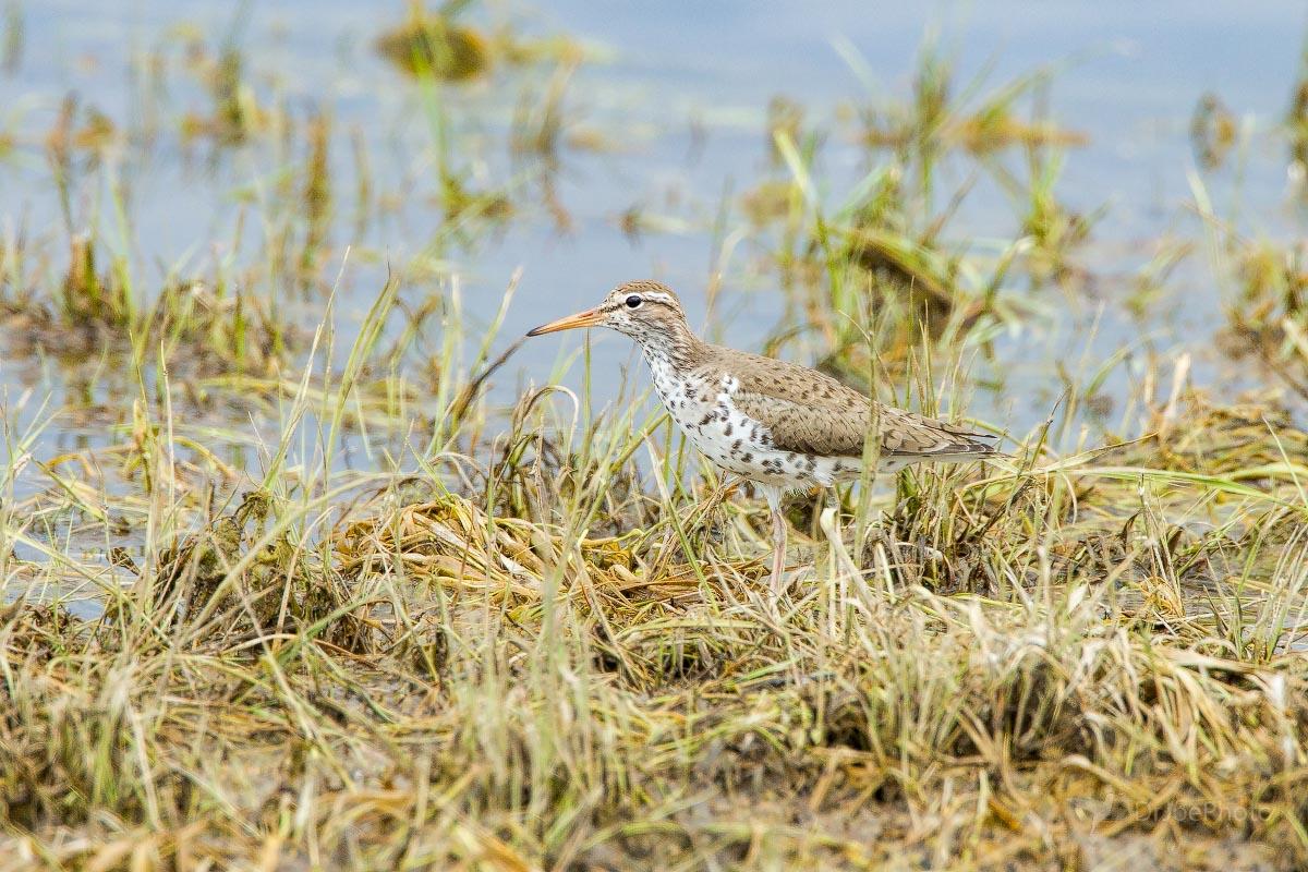 Spotted Sandpiper Wyoming
