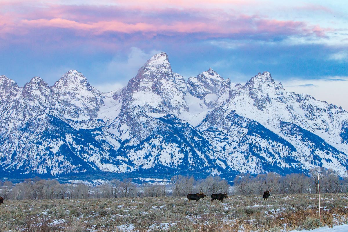 Moose Grand Teton National Park Wyoming