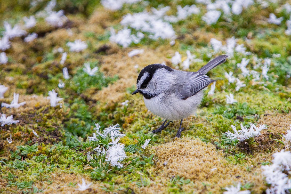 Mountain Chickadee Yellowstone Wyoming