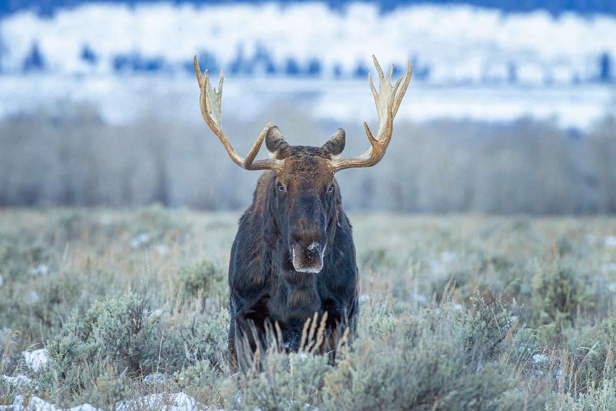 Bull Moose Grand Teton National Park Wyoming
