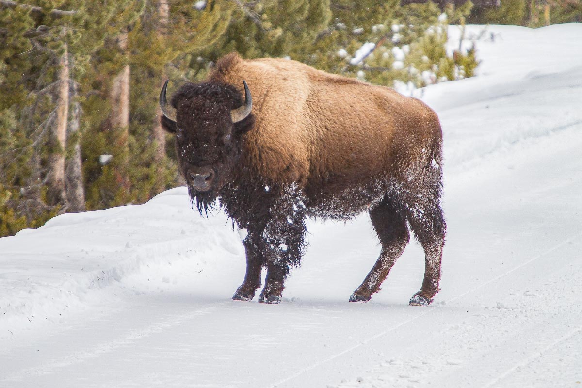 Bison Yellowstone Wyoming