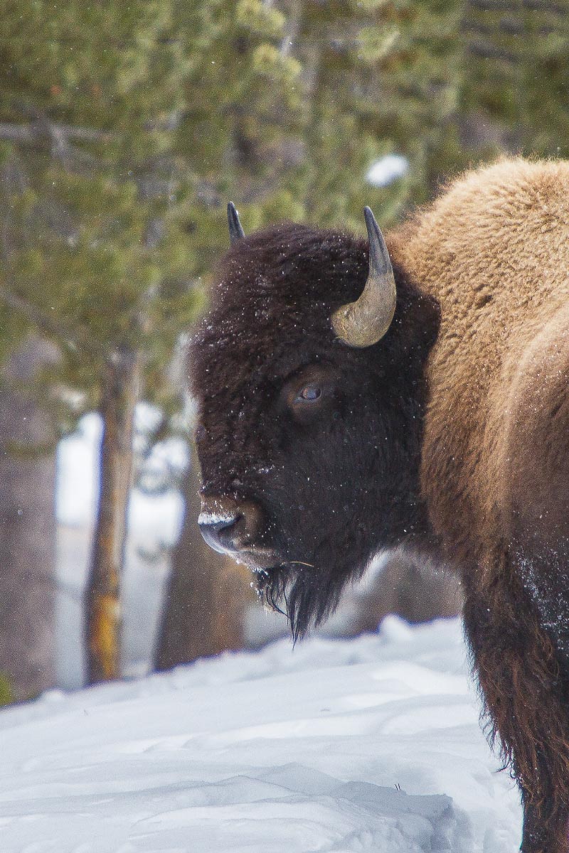 Bison Yellowstone Wyoming