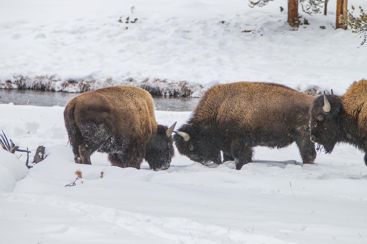 Bison Yellowstone Wyoming