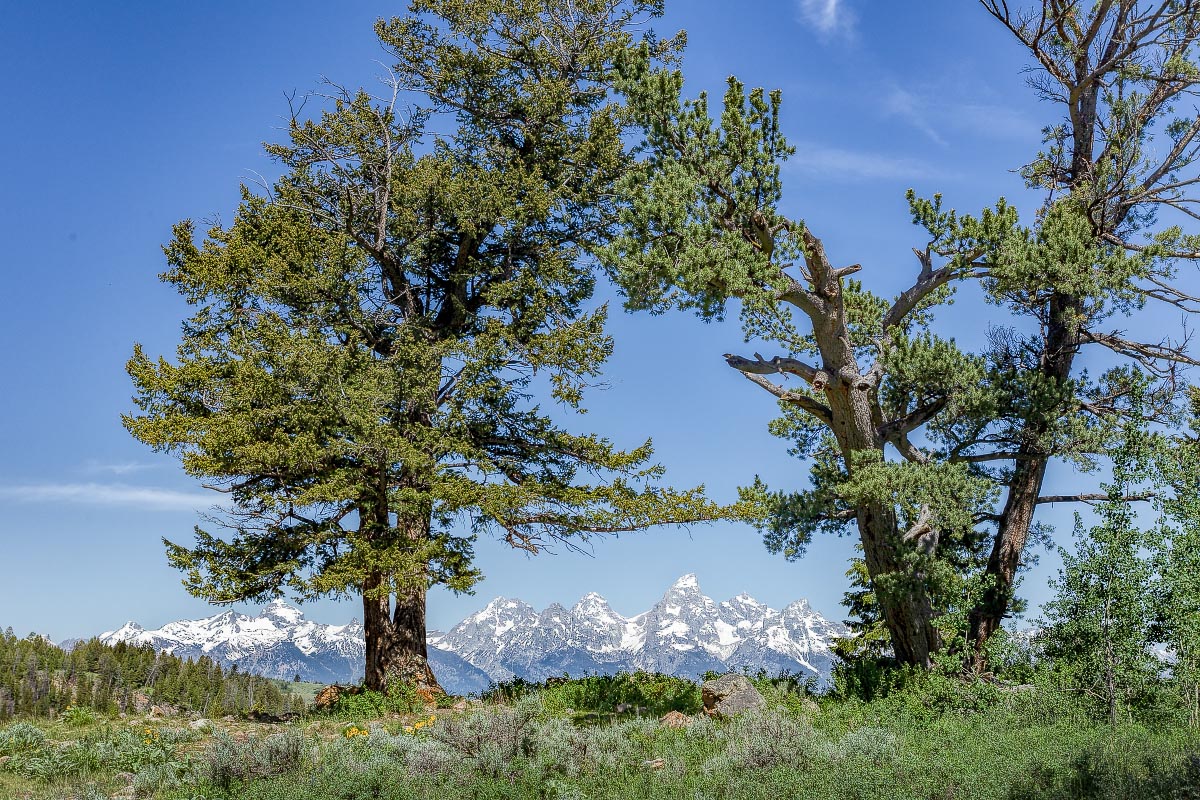Wedding Trees Grand Teton National Park Wyoming