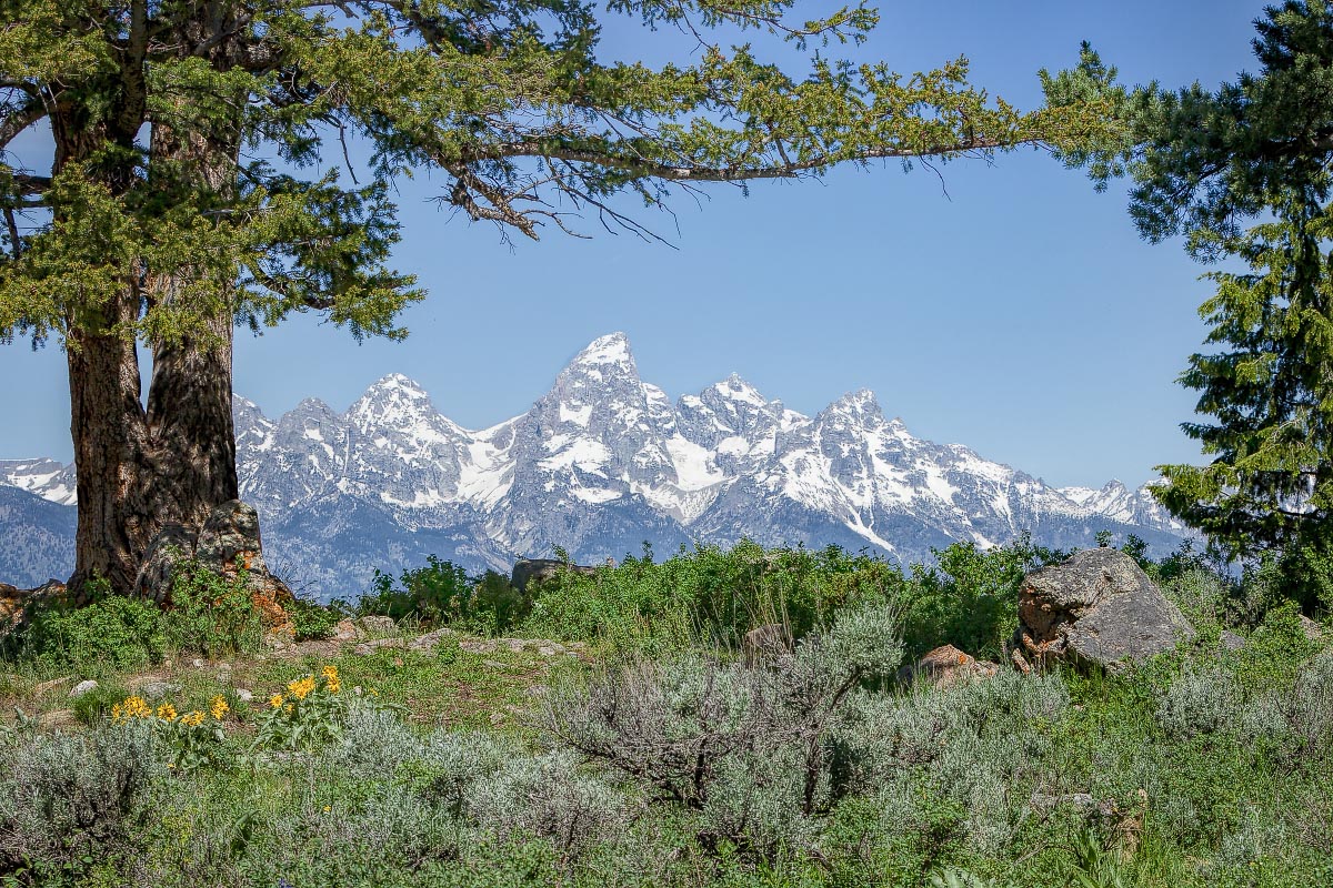 Wedding Trees Grand Teton National Park Wyoming