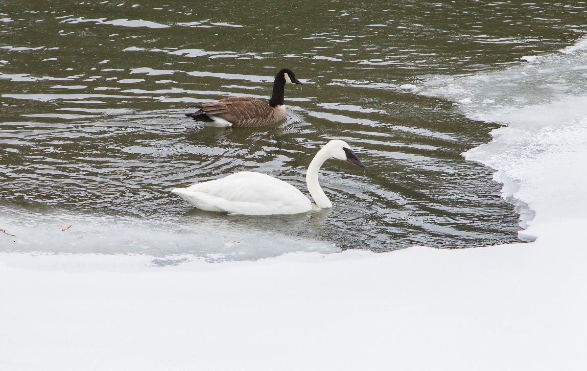 Trumpeter Swan, Canada Goose Yellowstone Wyoming