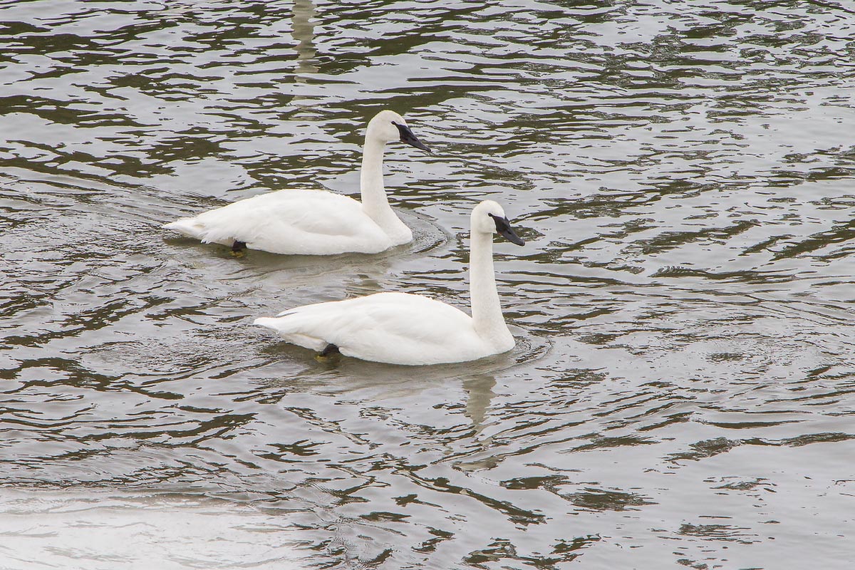 Trumpeter Swans Yellowstone Wyoming