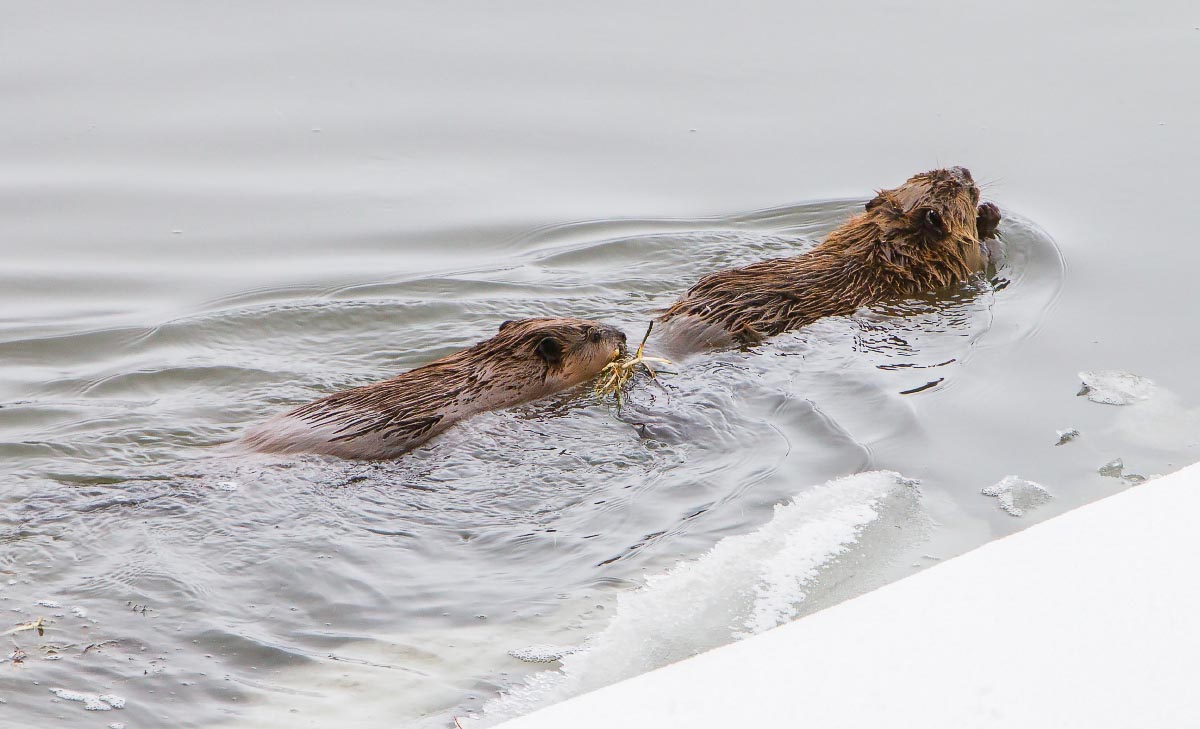 American Beaver Yellowstone Wyoming