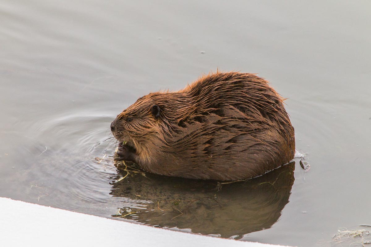 American Beaver Yellowstone Wyoming