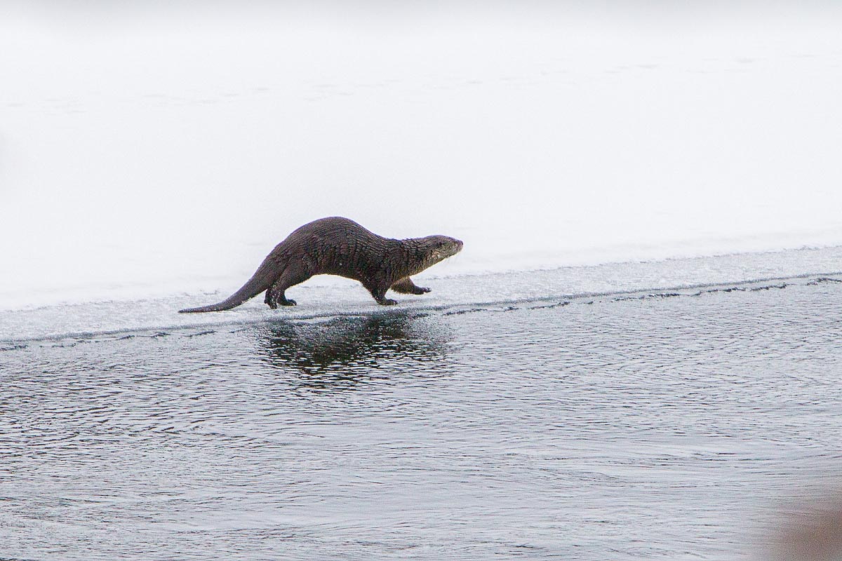 River Otter Yellowstone Wyoming