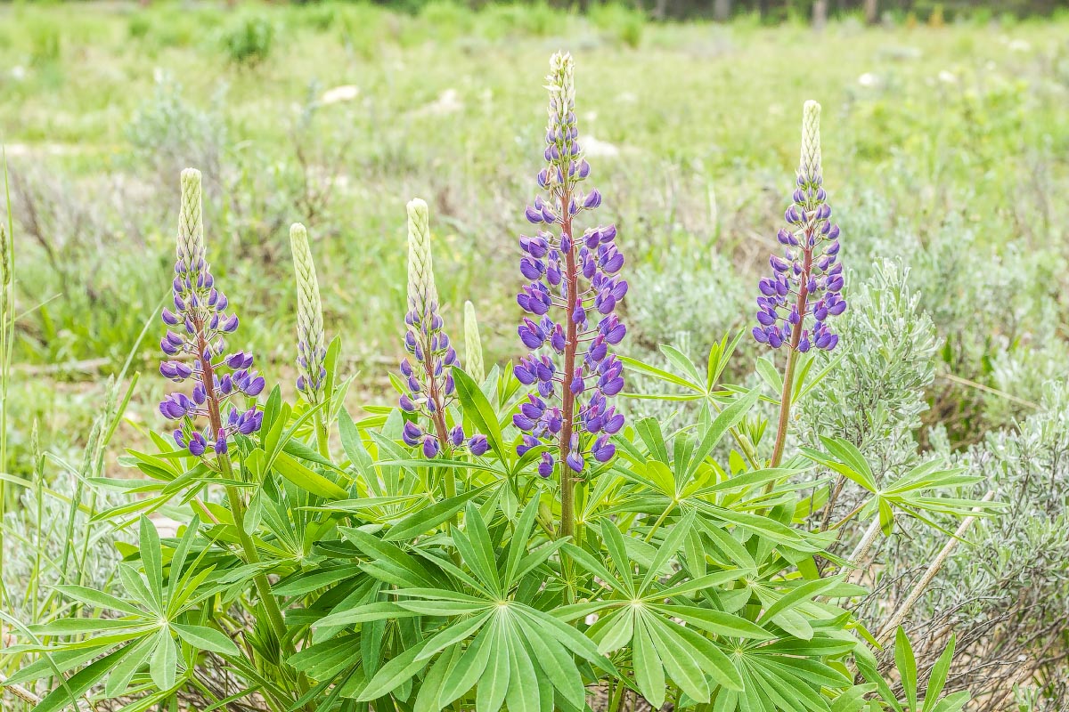 Giant Lupine Grand Teton National Park Wyoming