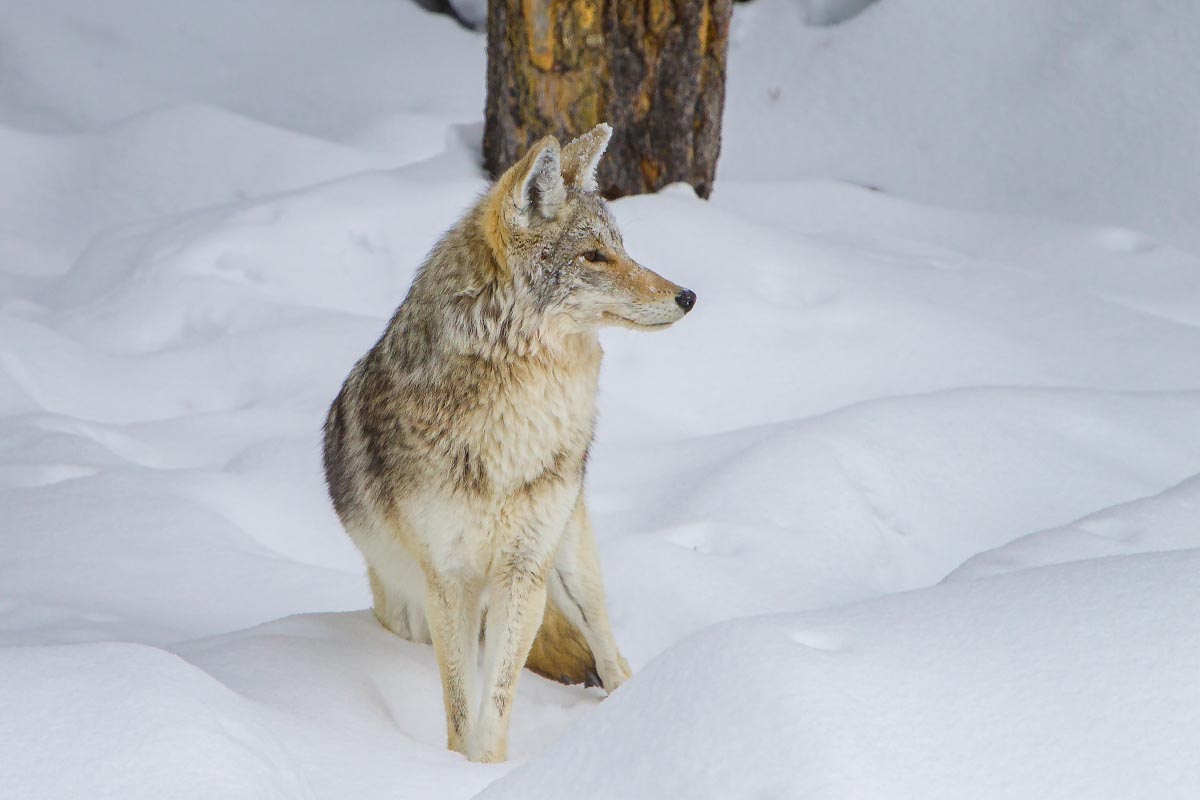 Coyote Yellowstone Wyoming