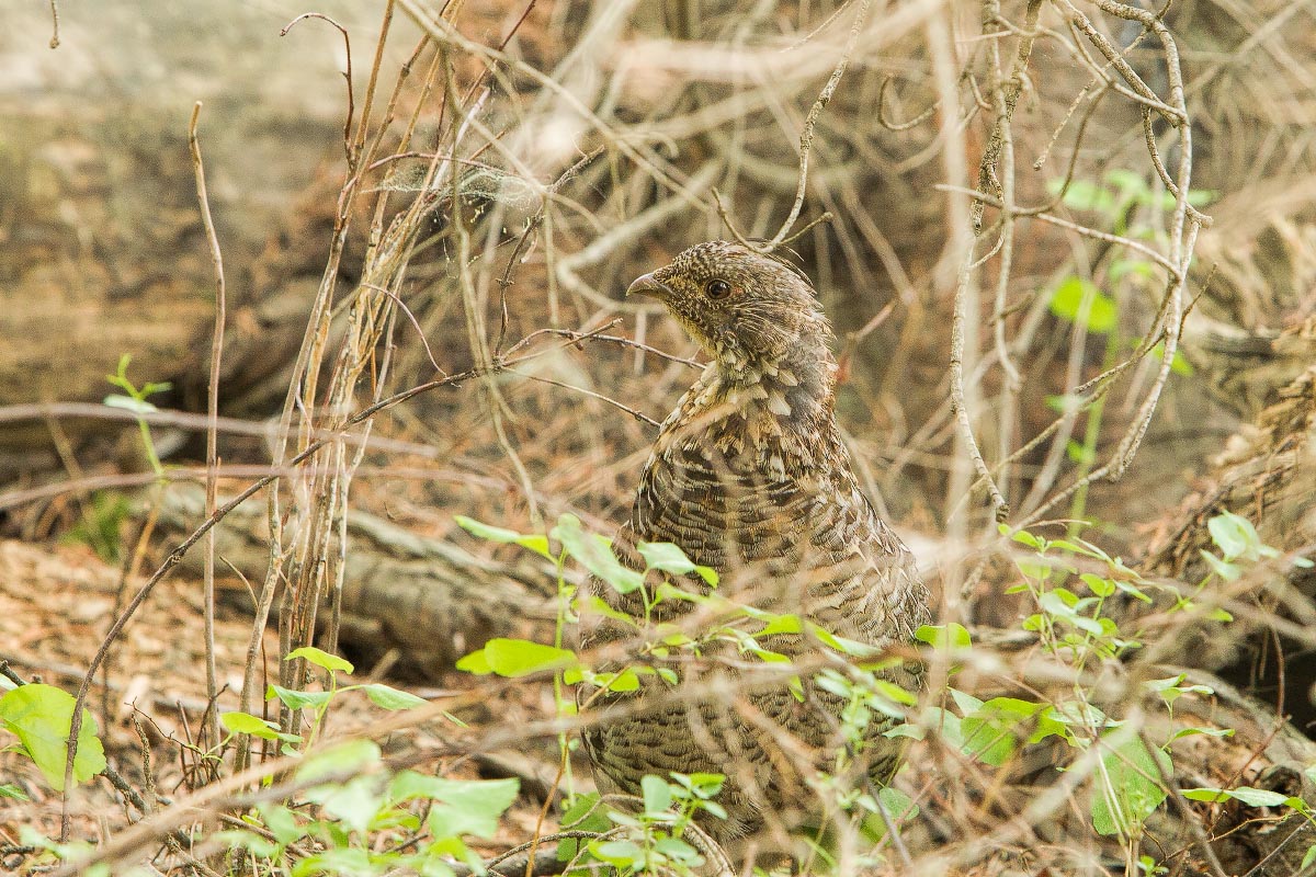 Ruffed Grouse Grand Teton National Park Wyoming