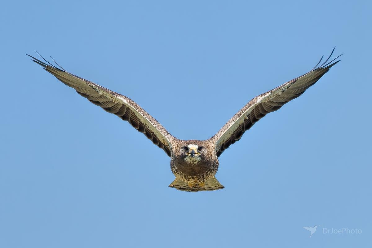 Swainson's Hawk Wyoming