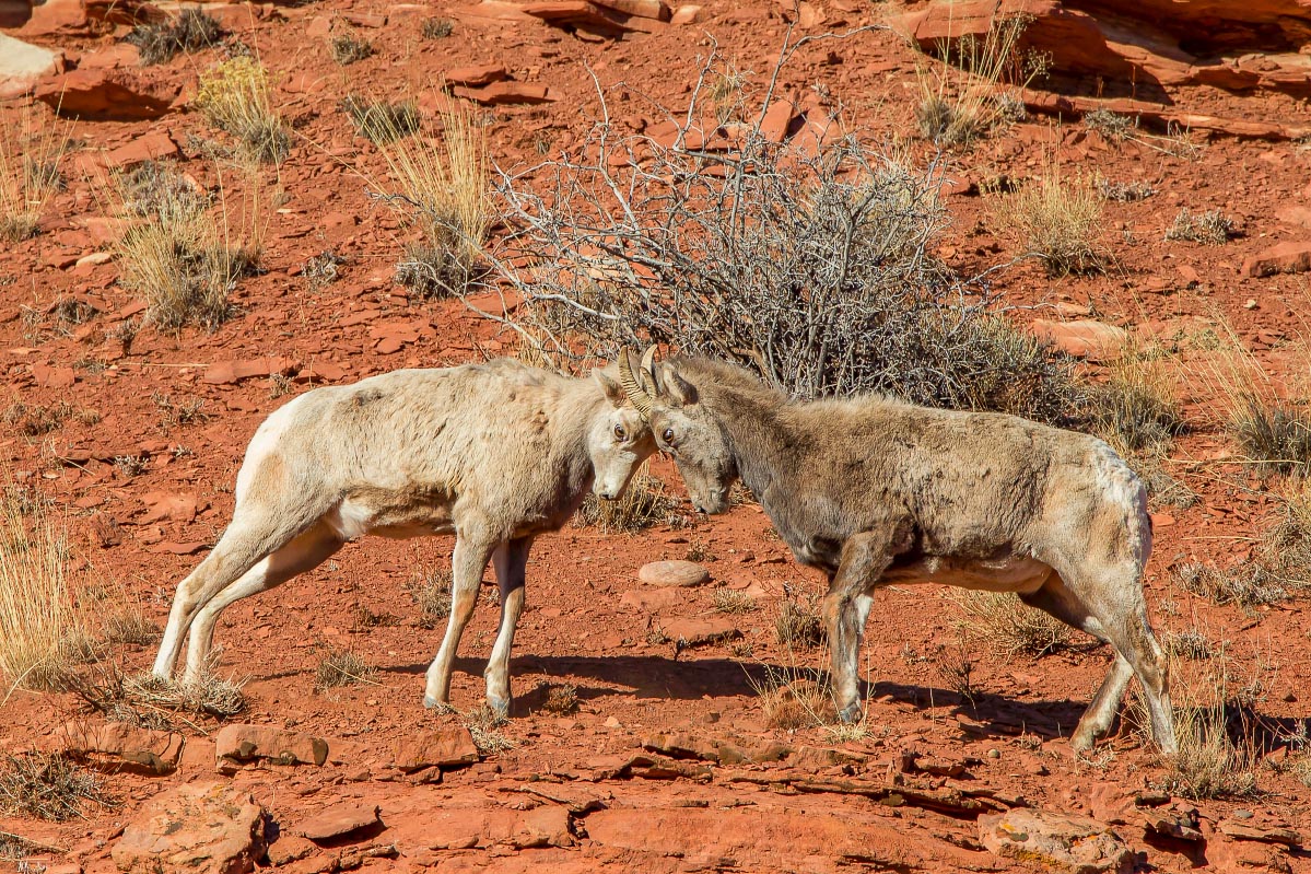 Big Horn Sheep Wyoming