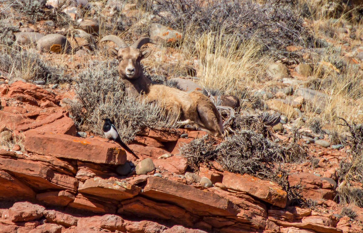 Big Horn Sheep Wyoming