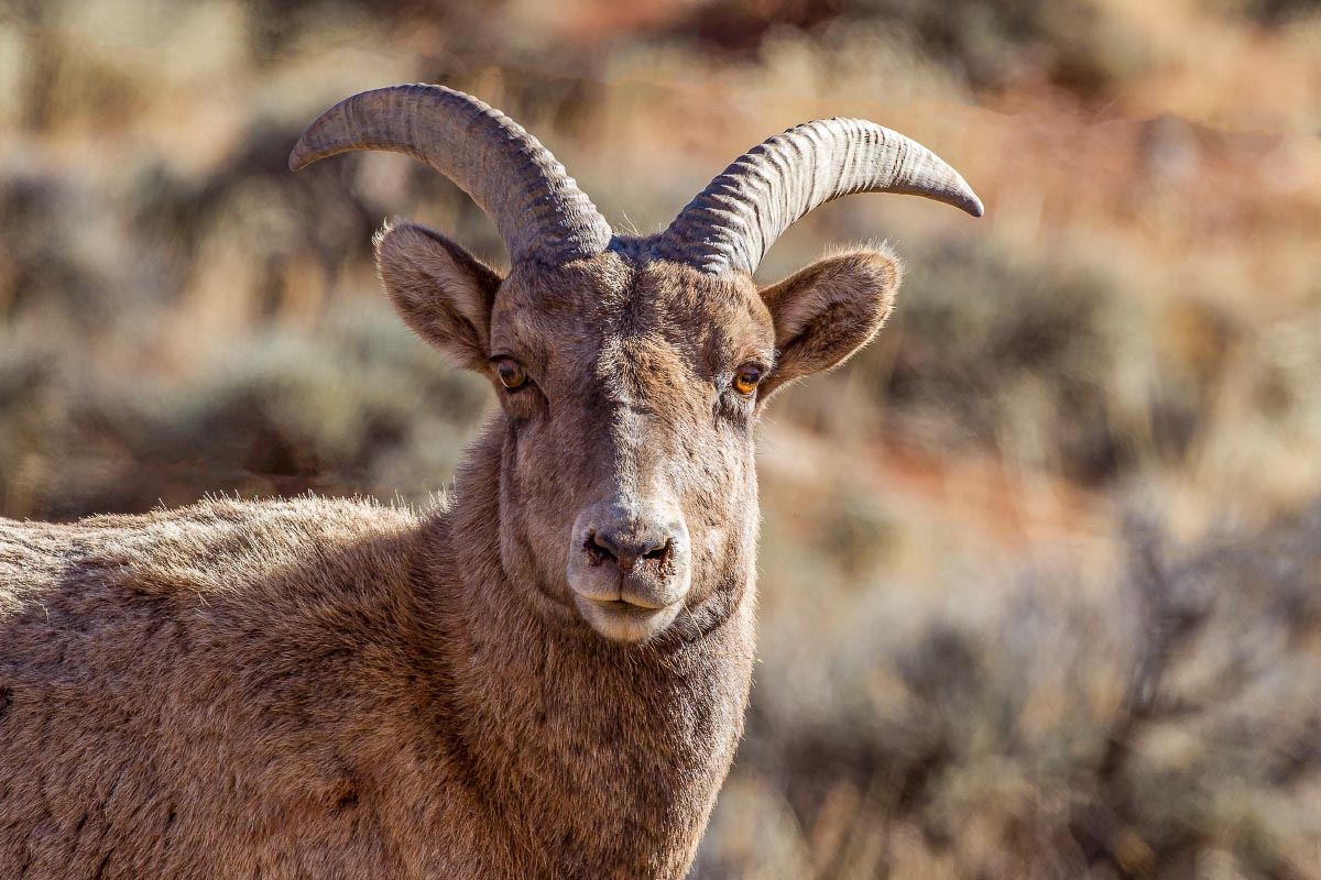 Big Horn Sheep Wyoming