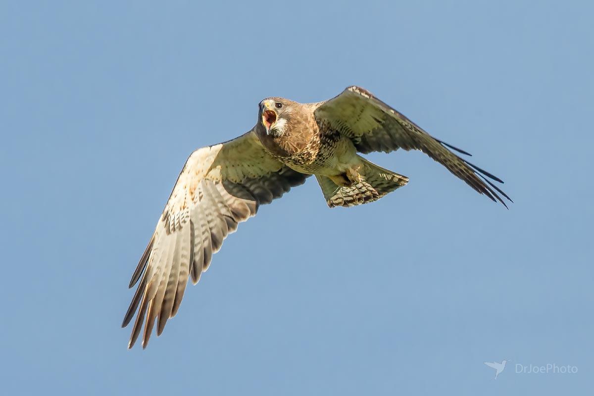 Swainson's Hawk Wyoming