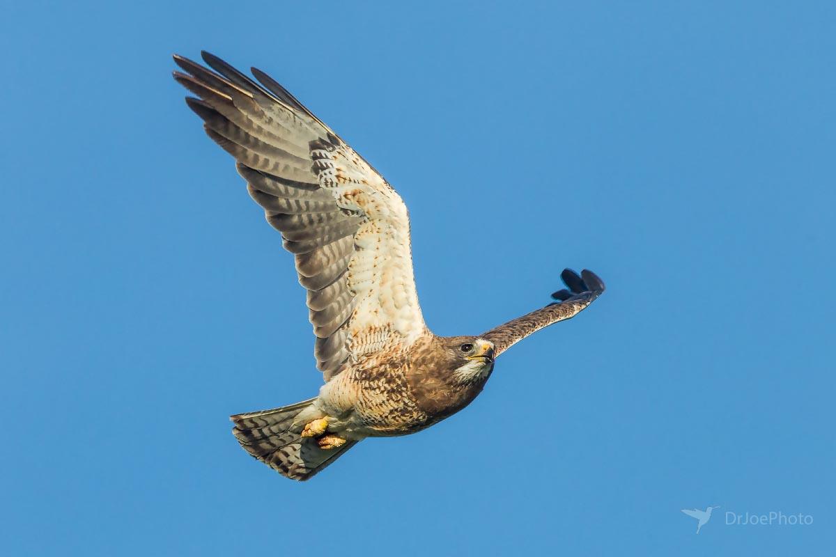 Swainson's Hawk Wyoming