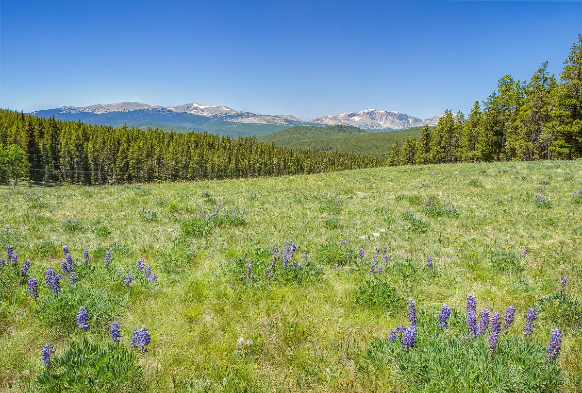 Big Horn Mountains wildflowers Wyoming