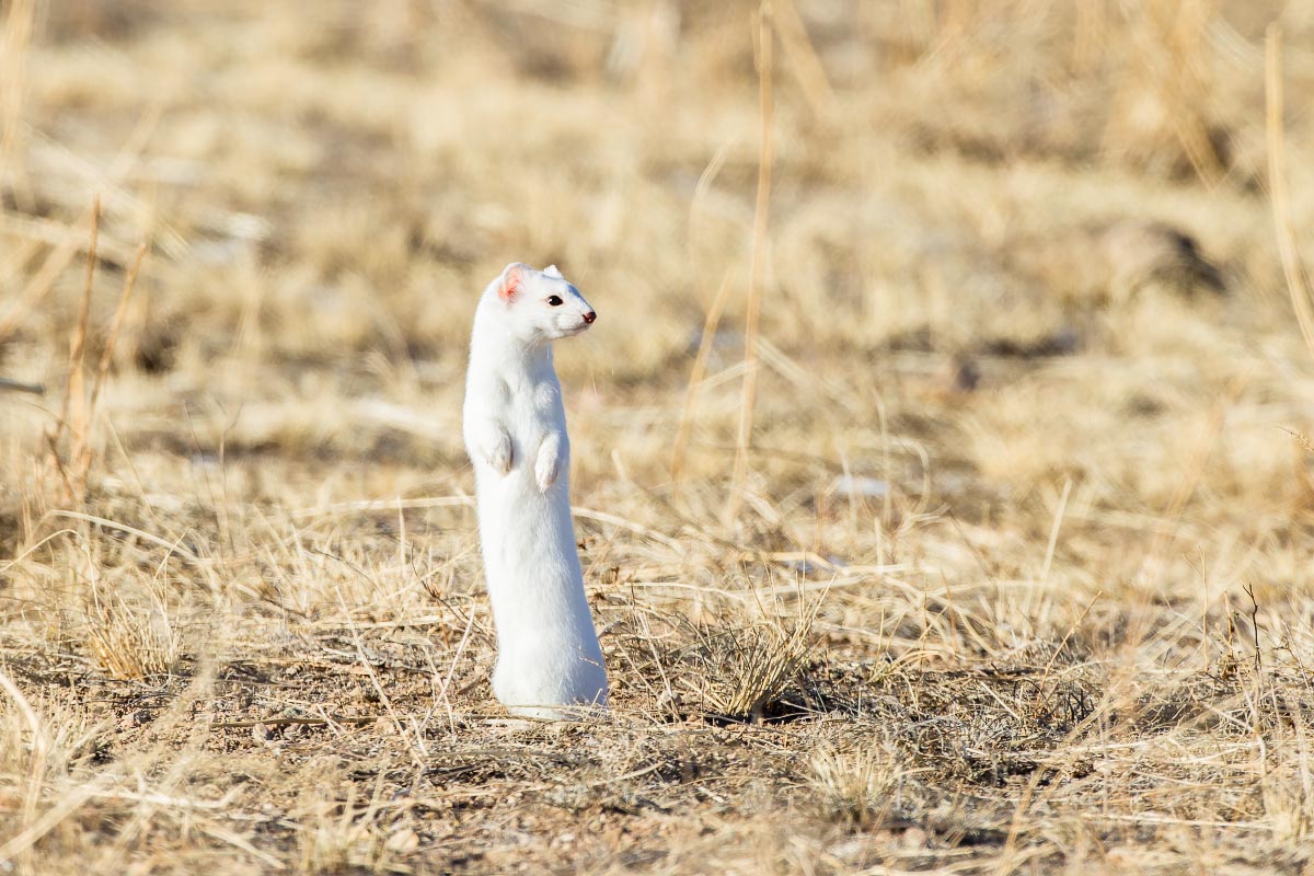 Long-tailed Weasel Wyoming