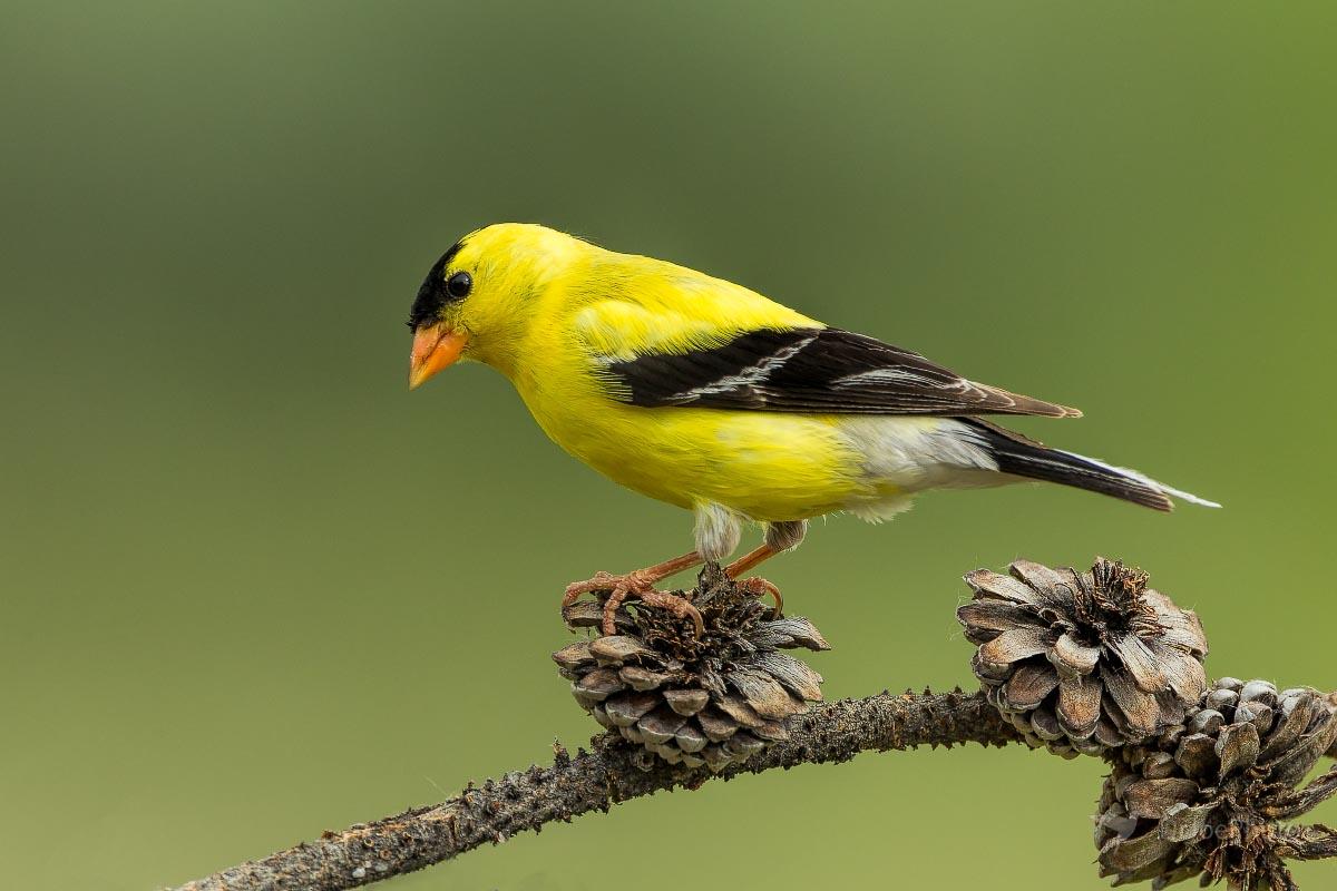 American Goldfinch Wyoming