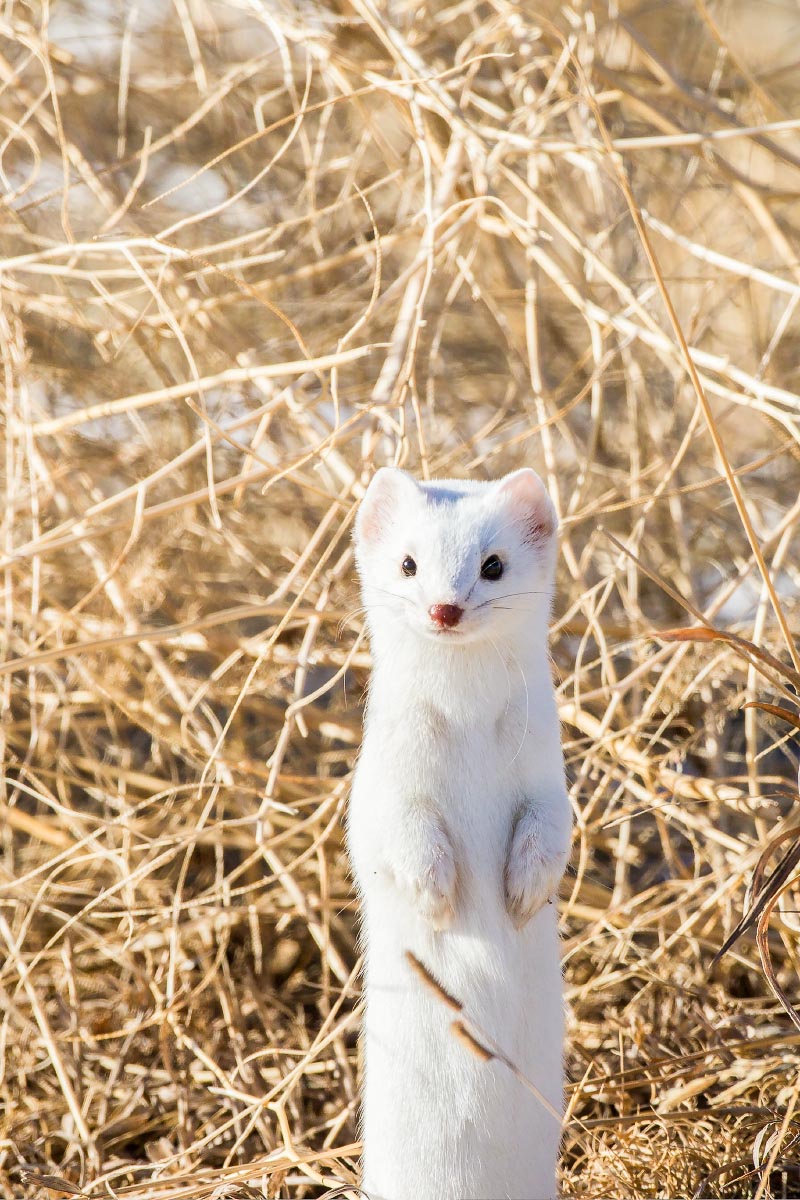 Long-tailed Weasel Wyoming