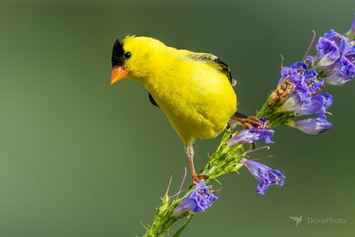 American Goldfinch Wyoming