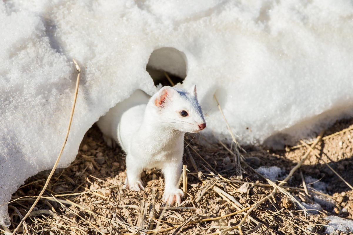 Long-tailed Weasel Wyoming