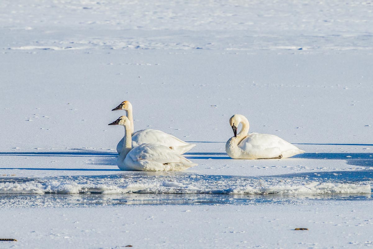 Trumpeter Swans Wyoming