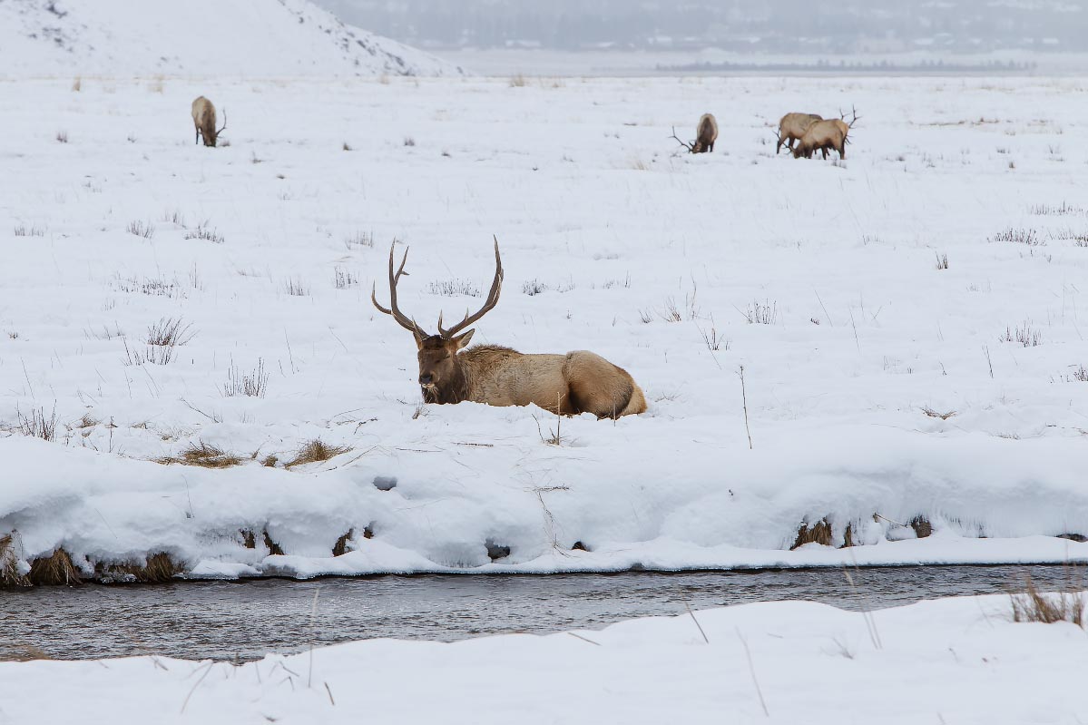 National Elk Refuge Wyoming