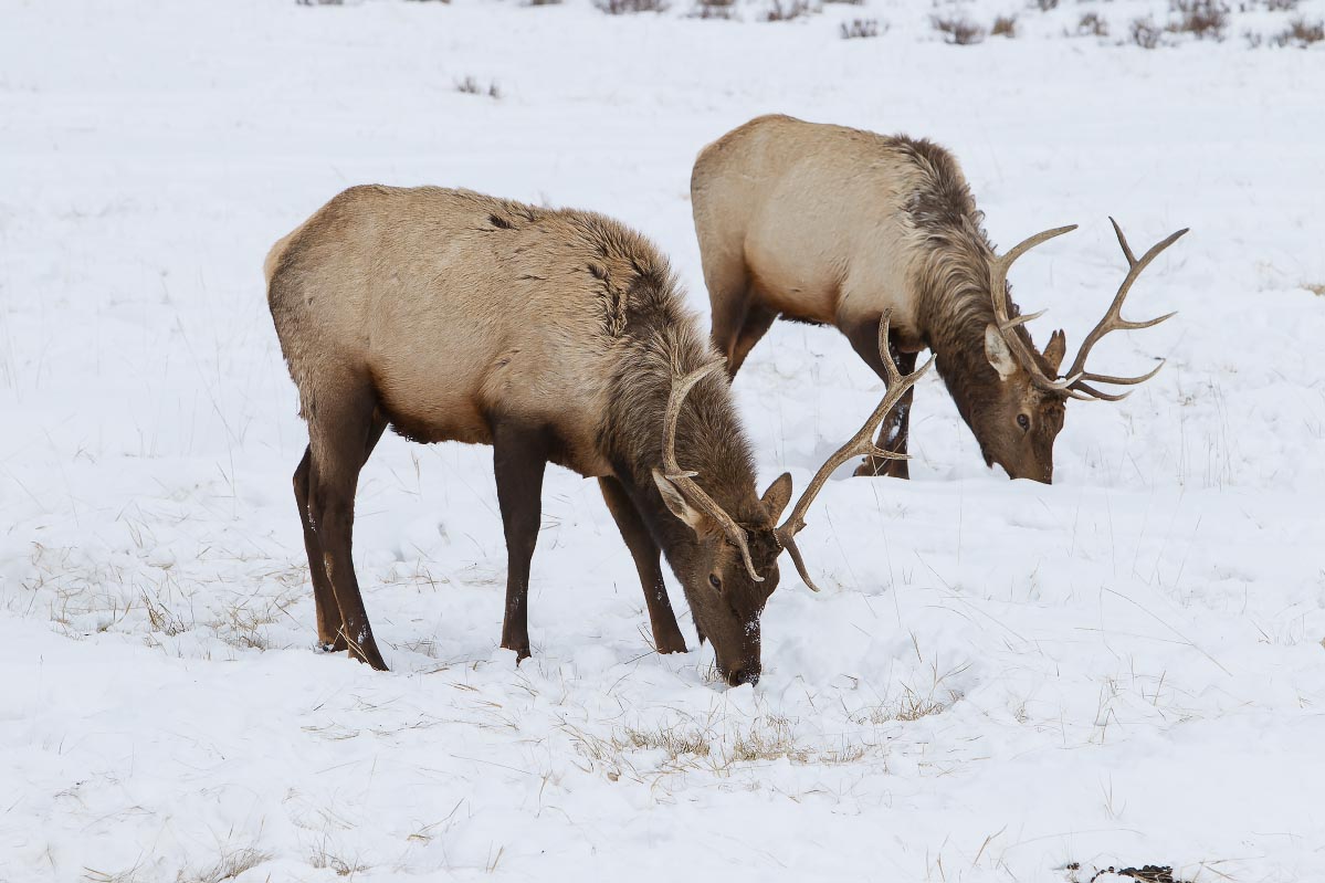 National Elk Refuge Wyoming