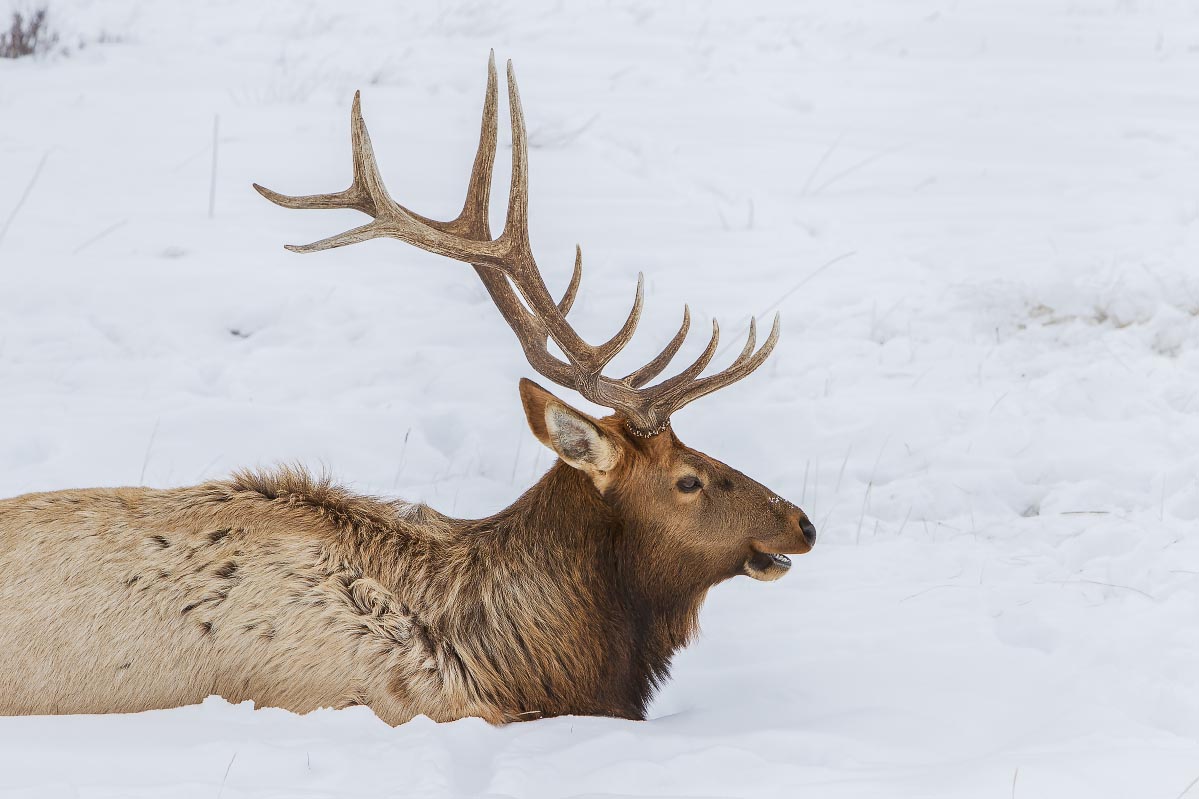 National Elk Refuge Wyoming