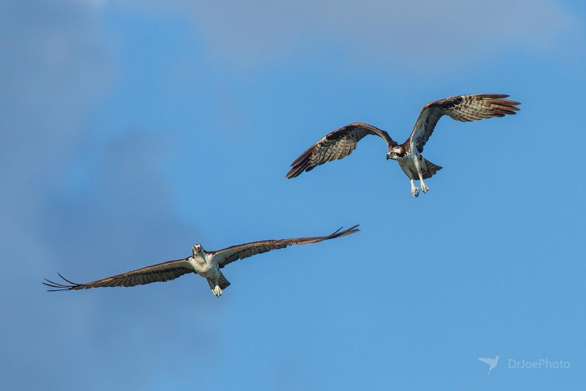 Osprey Wyoming