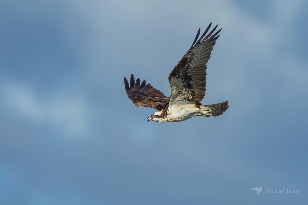 Osprey Wyoming