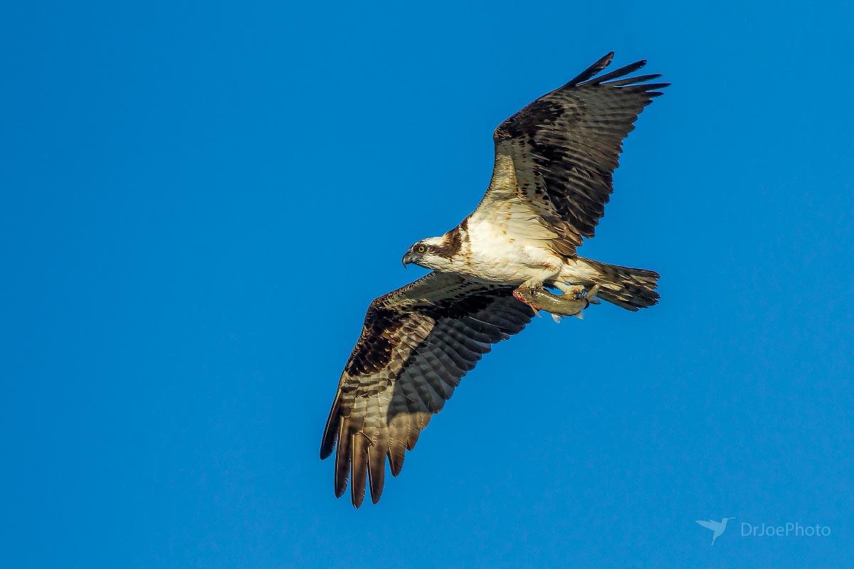 Osprey Wyoming