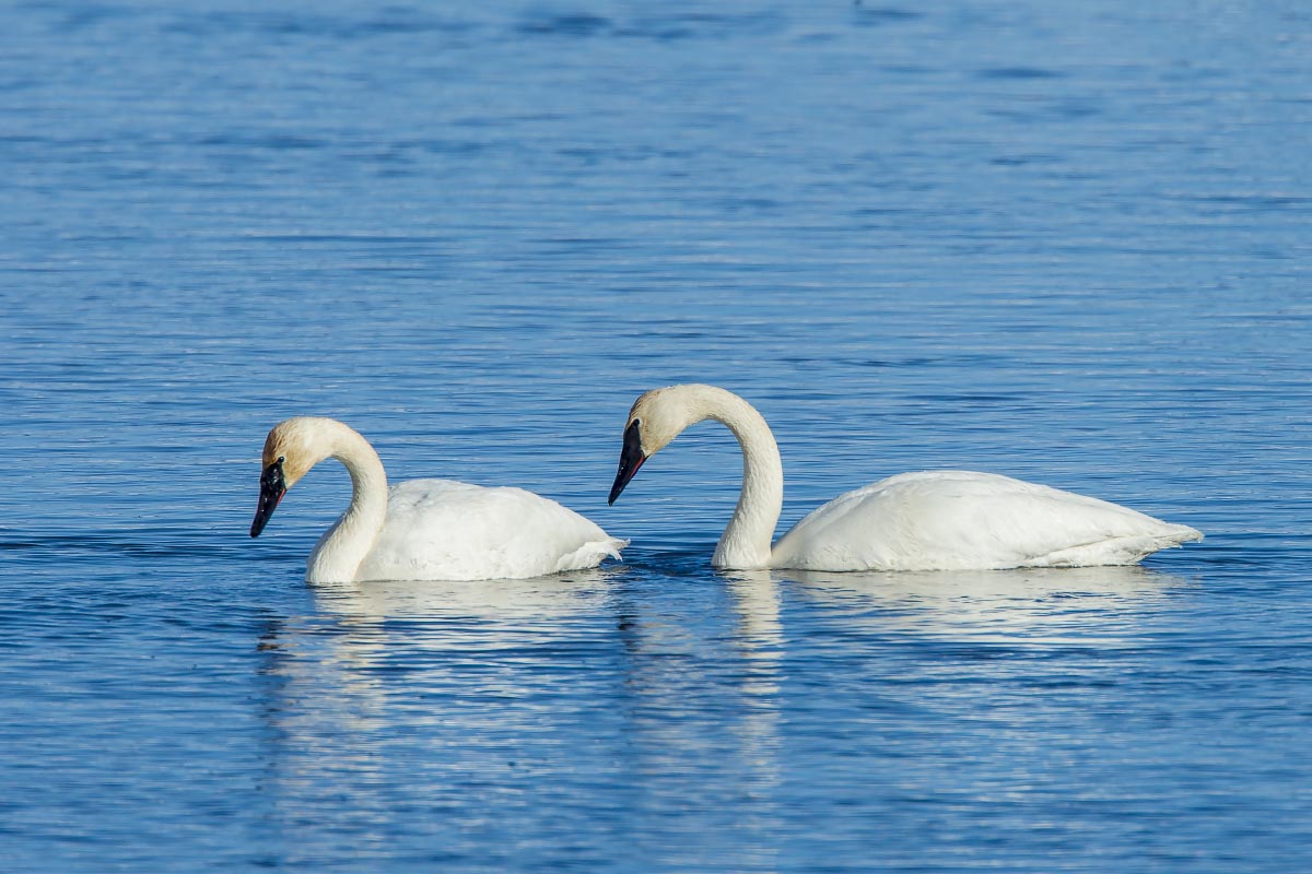 Trumpeter Swans Wyoming