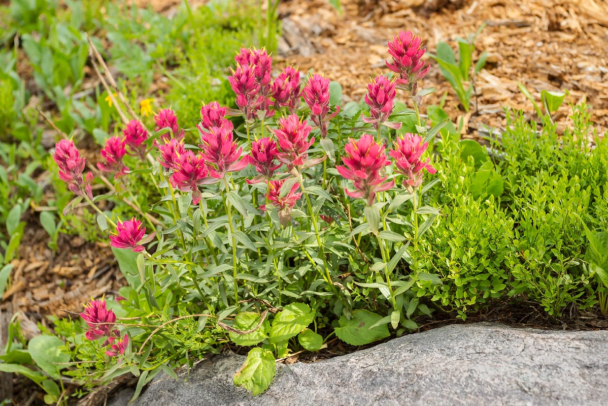 Paintbrush Snowy Range Wyoming