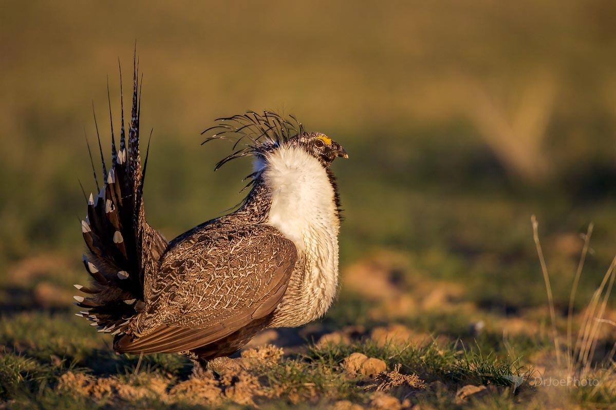 Greater Sage-grouse Wyoming