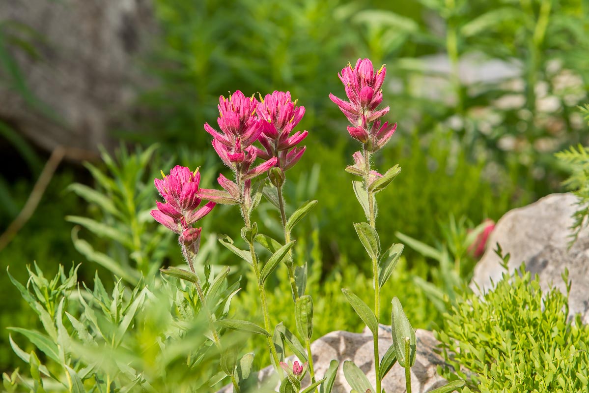 Paintbrush Snowy Range Wyoming