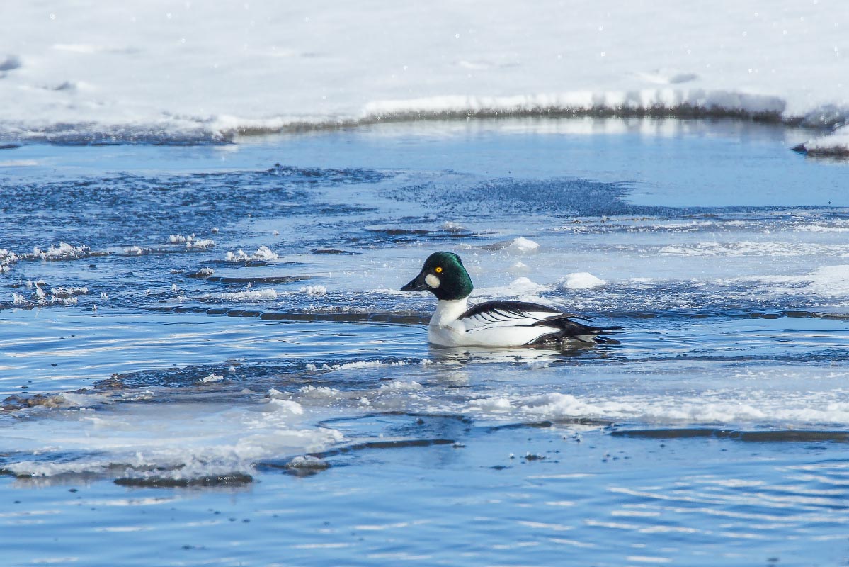 Common Goldeneye Wyoming