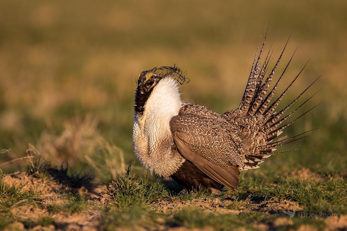 Greater Sage-grouse Wyoming