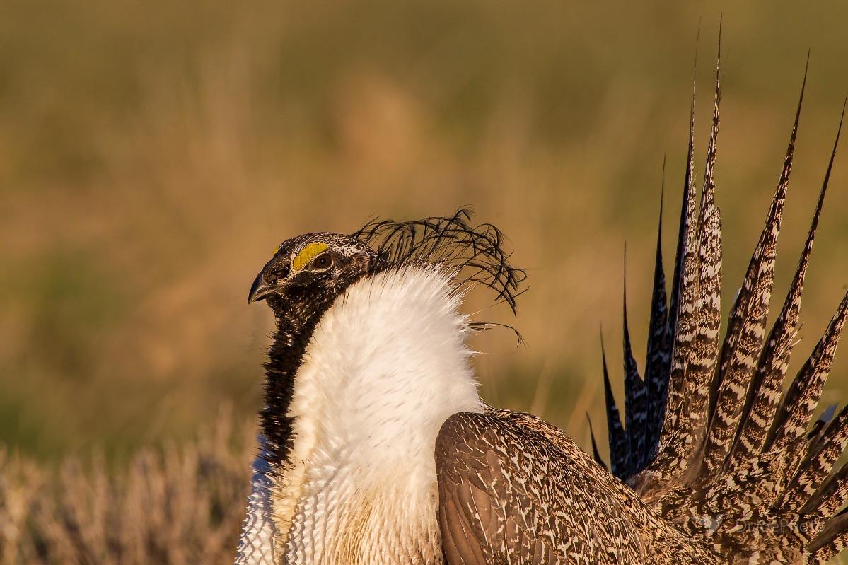 Greater Sage-grouse Wyoming