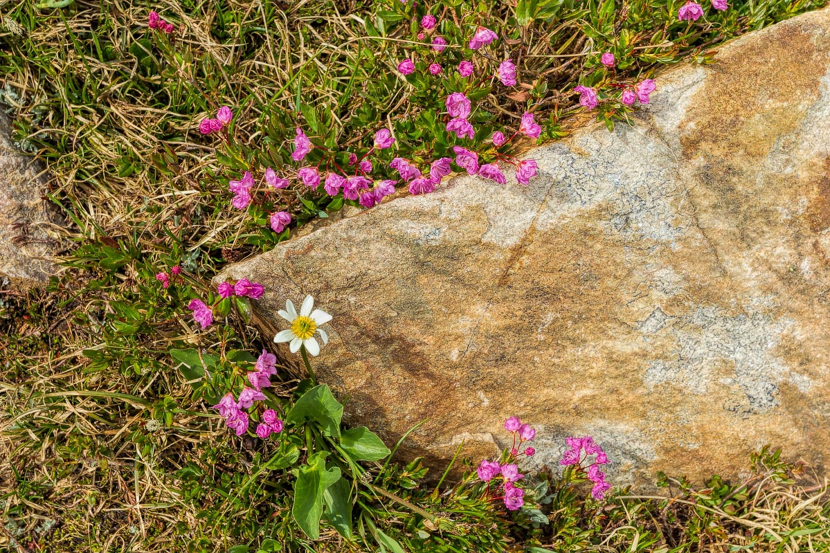 Wildflowers Snowy Range Wyoming