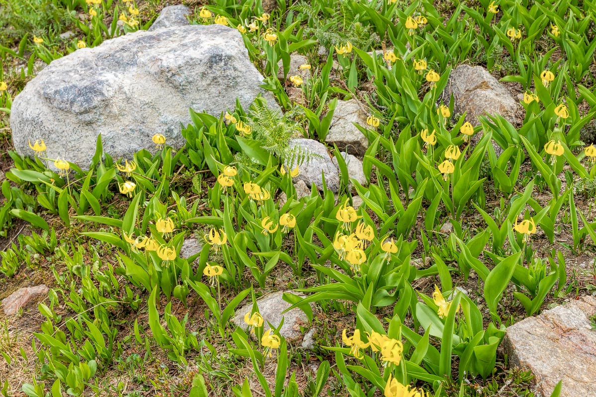 Glacier Lily Snowy Range Wyoming