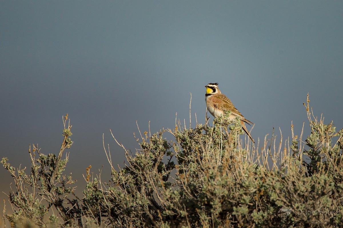 Horned Lark Wyoming