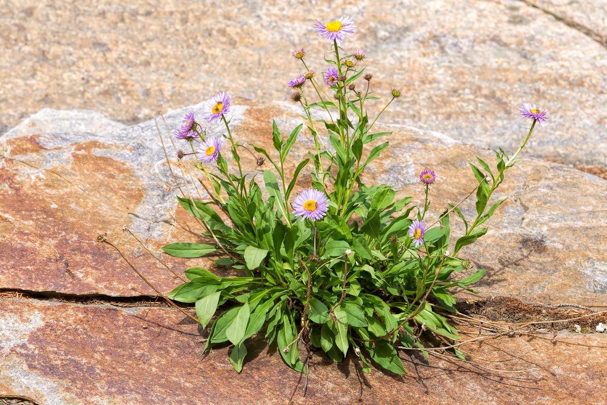 Mountain Aster Snowy Range Wyoming