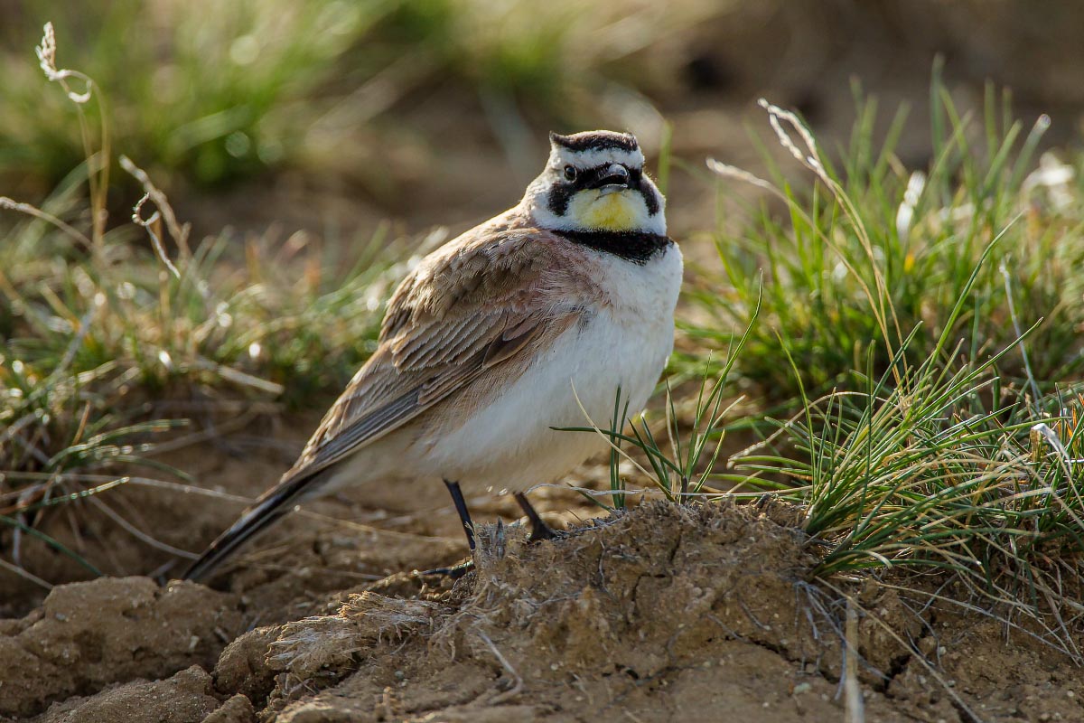 Horned Lark Wyoming