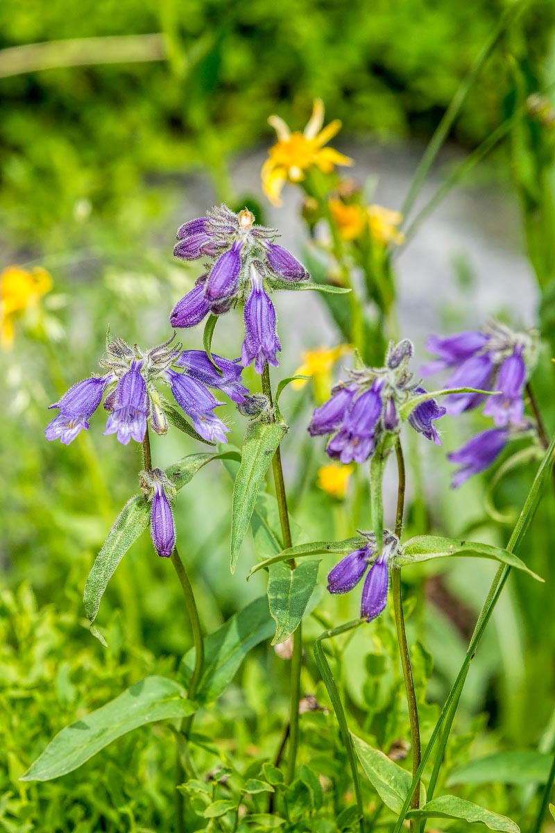 Mountain Penstemon Snowy Range Wyoming