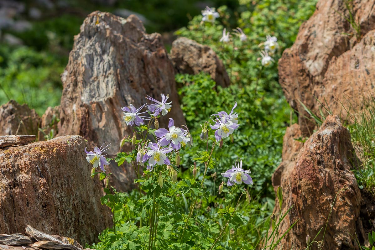 Columbine Snowy Range Wyoming